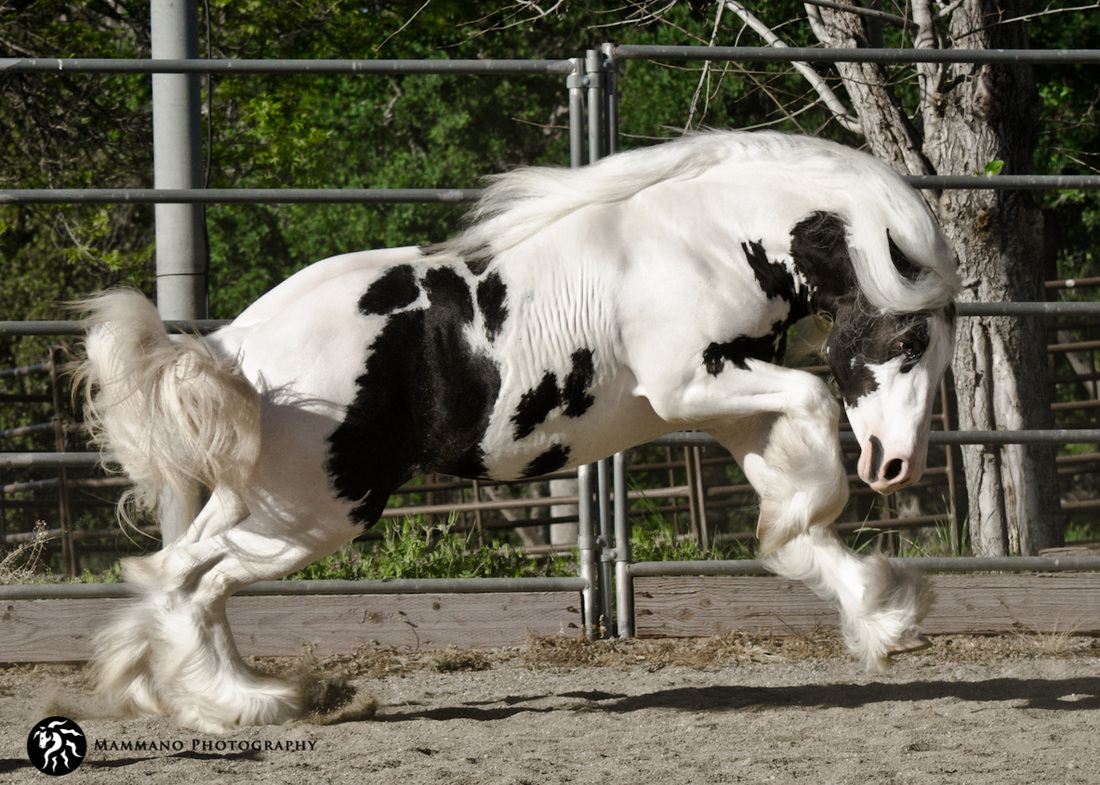 Starfire Atlas - Gypsy Vanner Stallion @Star Fire Gypsy Stud